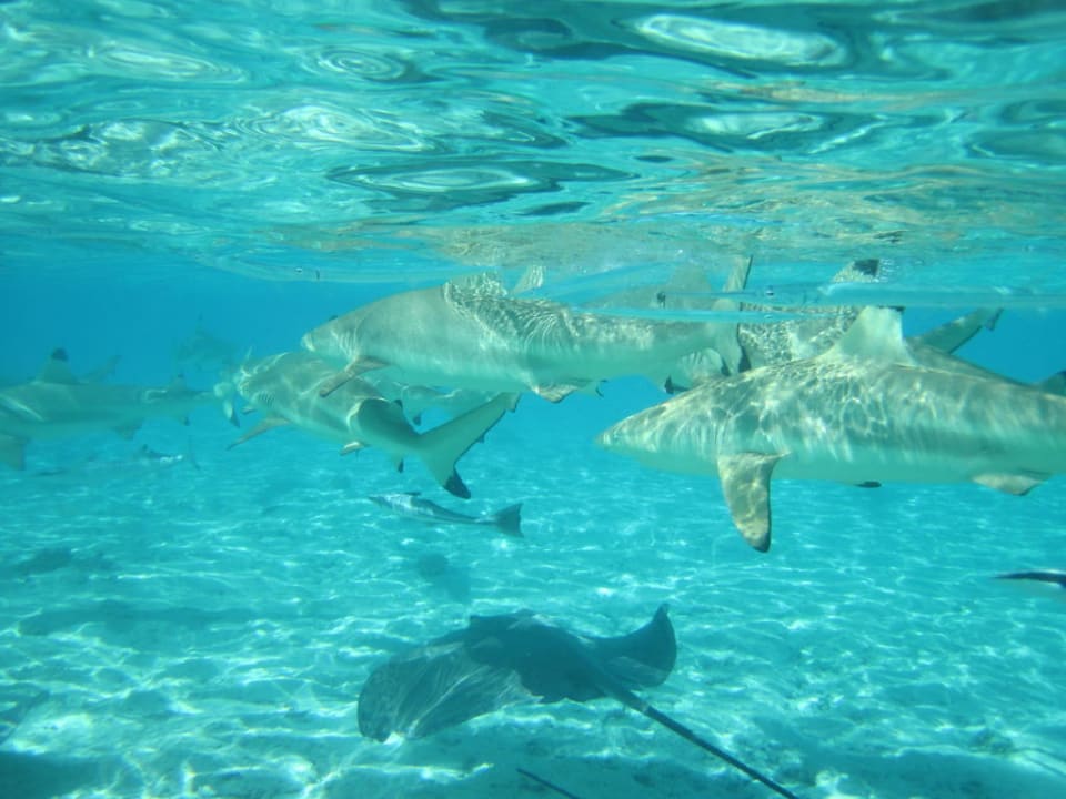 Haifischfütterung Conrad Bora Bora Nui
