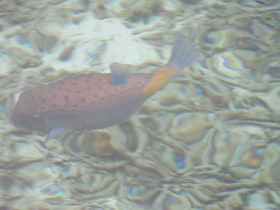 Vom Steg der Ocean Villa fotografierte Fische Adaaran Select Hudhuran Fushi - Premium All Inclusive