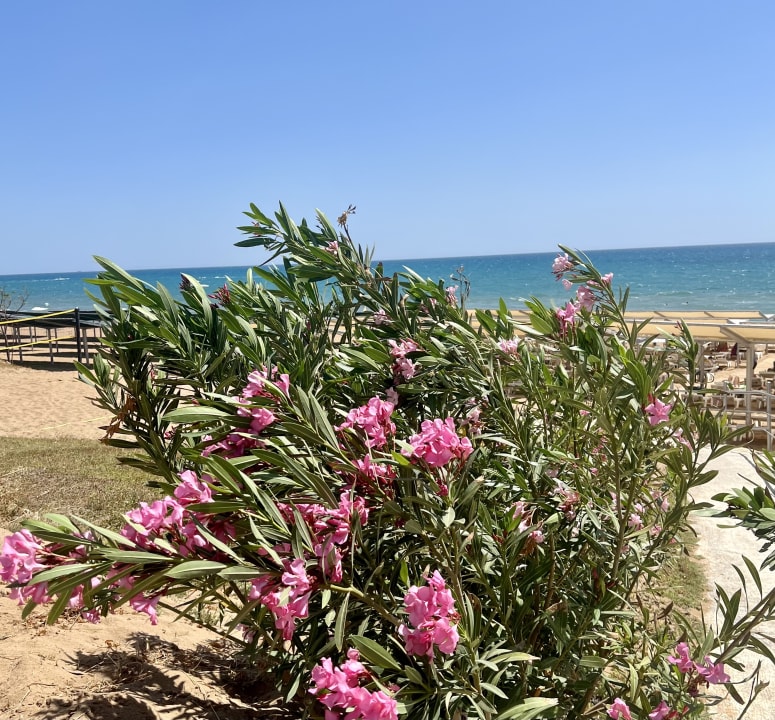 Strand Club Sidelya Hotel