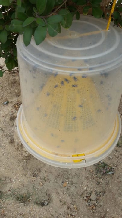 Fiegenfalle Sentido Caribbean World Soma Bay