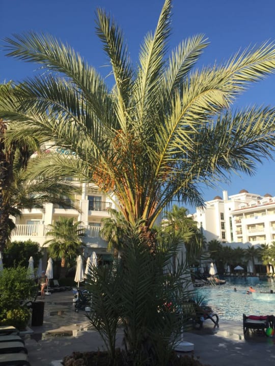 Pool Alba Queen Hotel