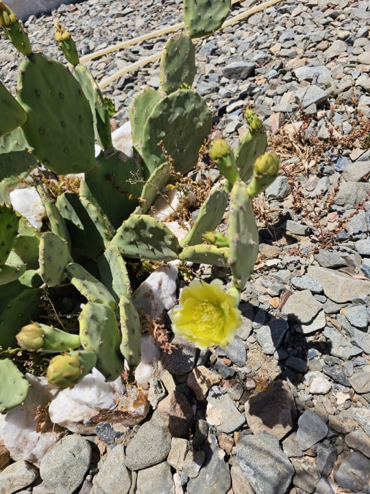 Gartenanlage Beach Safari Nubian Resort