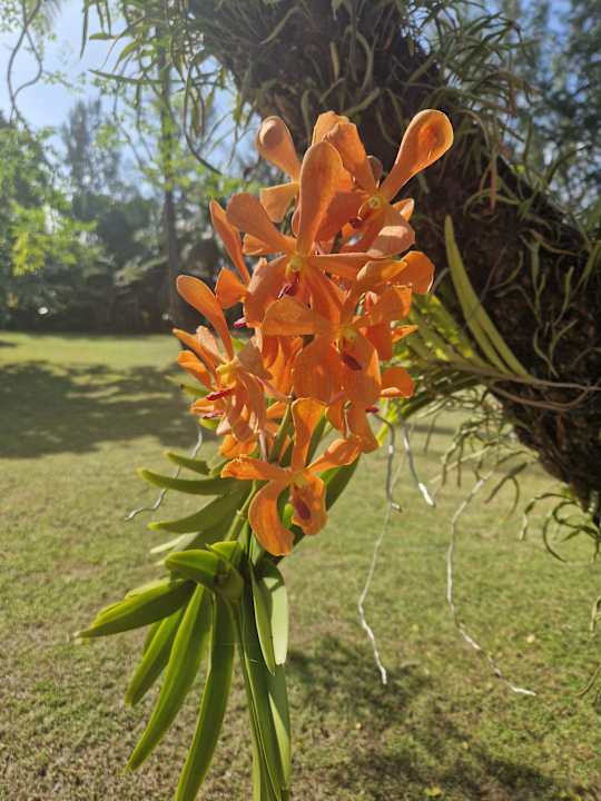 Außenansicht Palm Galleria Resort