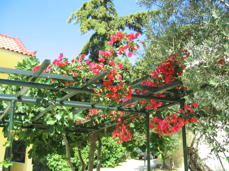 Blumen im Poolbereich Hotel Limnionas Bay Village