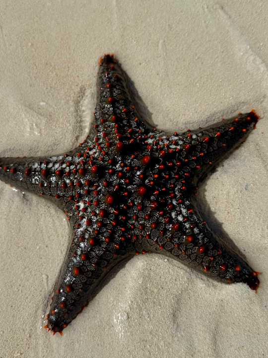Strand Hotel Riu Palace Zanzibar