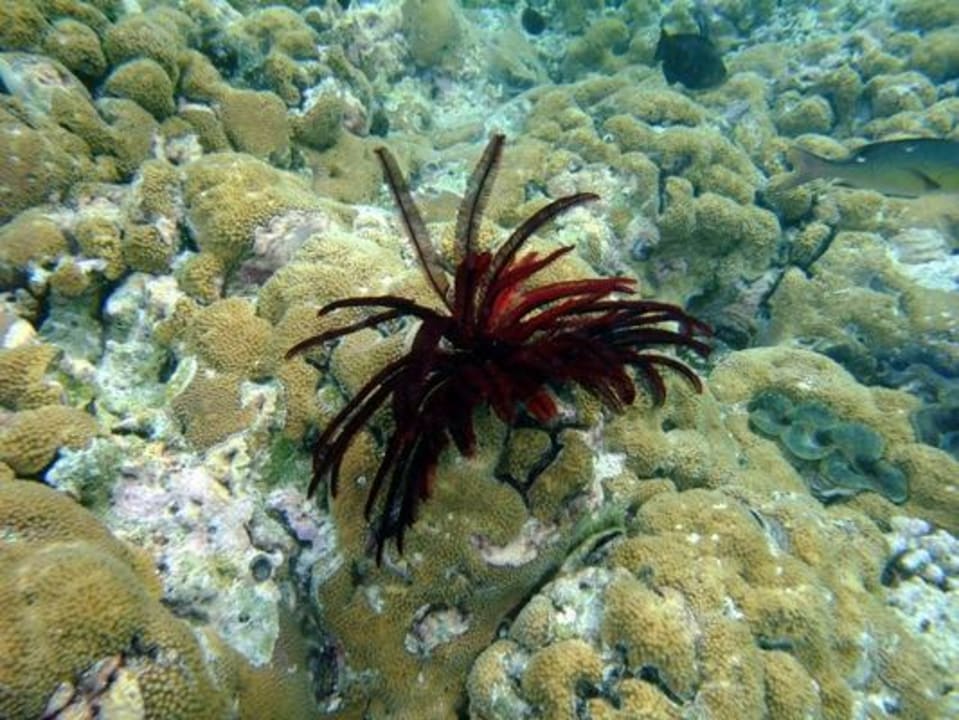 Schnorcheln am Hausriff NH Collection Maldives Reethi Resort