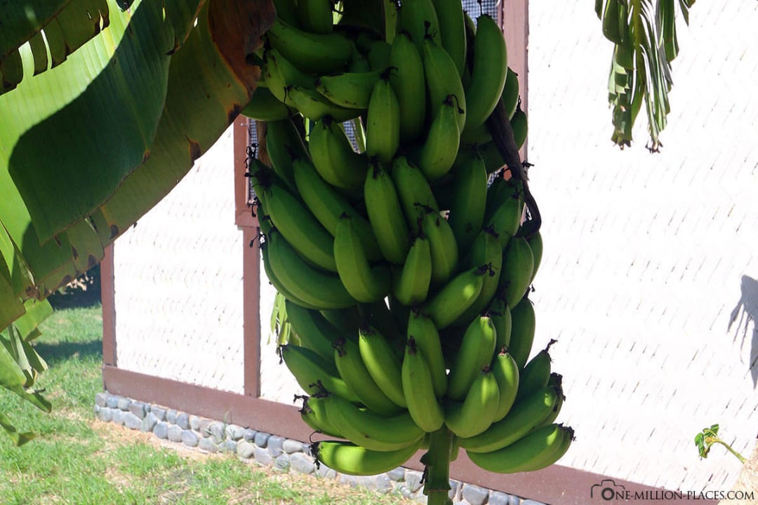 Bananenstaude im Garten Coralview Resort