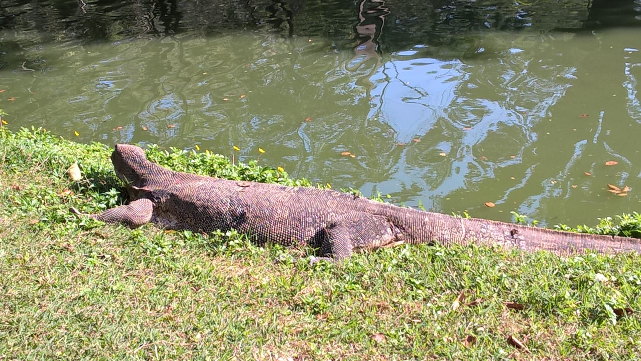 Waran im Lumpinee Park Pinnacle Lumpinee Park Hotel