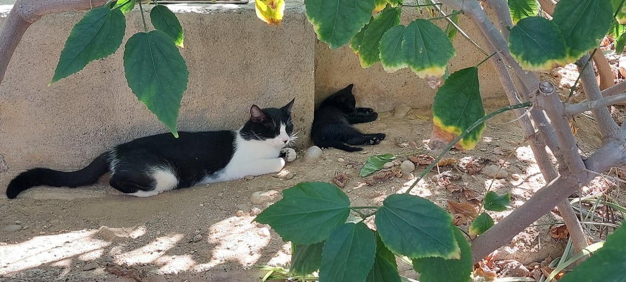 Sonstiges Seaden Sea World Resort & Spa