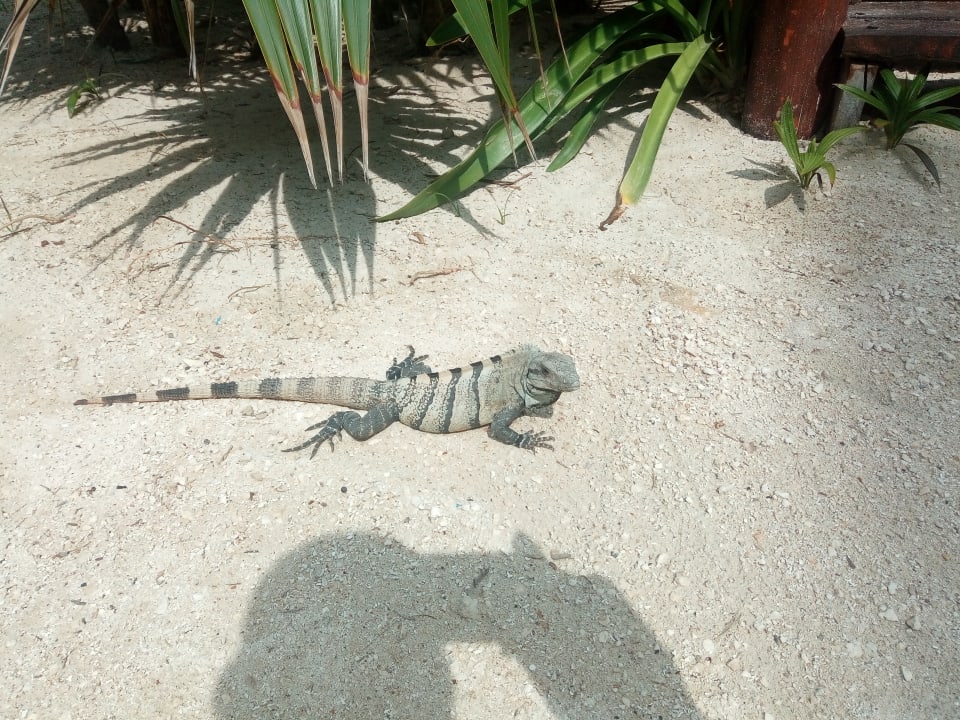 Sonstiges Akumal Bay Beach & Wellness Resort