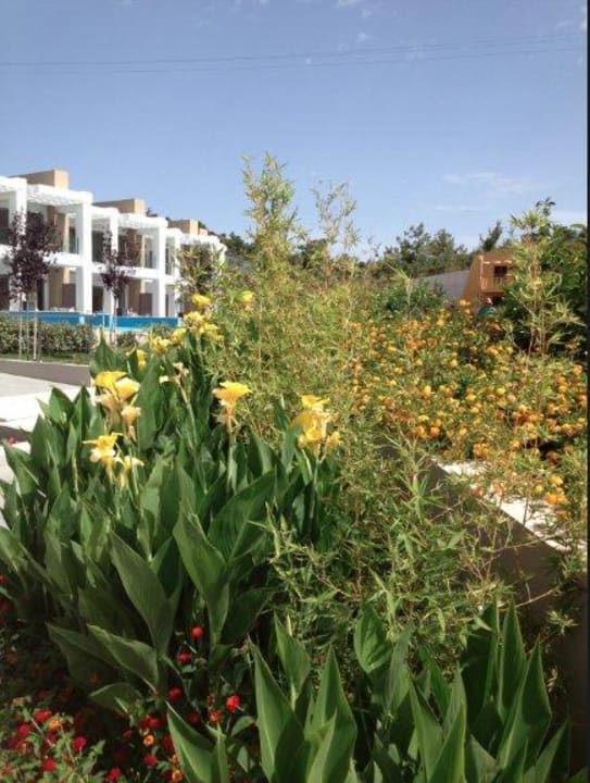 Top Bepflanzung für eine so neue Anlage Princess Andriana Resort & Spa