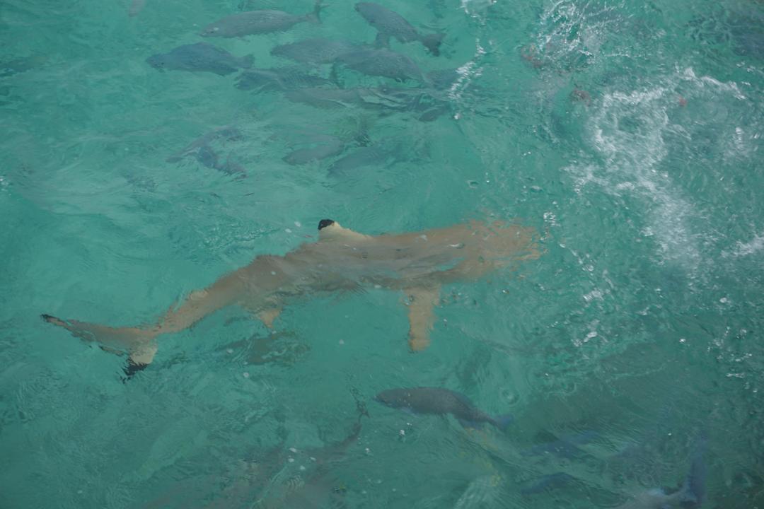 Strand Summer Island Maldives