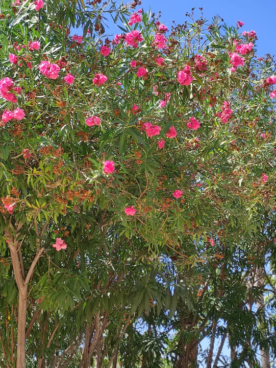 Gartenanlage Seaden Sea World Resort & Spa