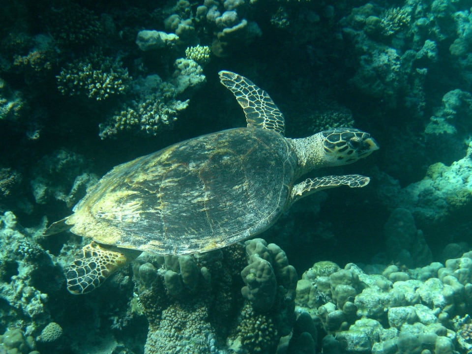 Schnorcheln im Grand Makadi Grand Makadi