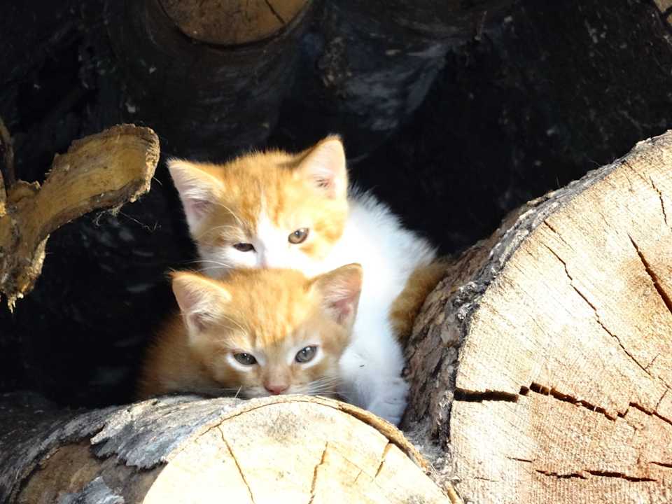 Kätzchen Linharterhof Appartement