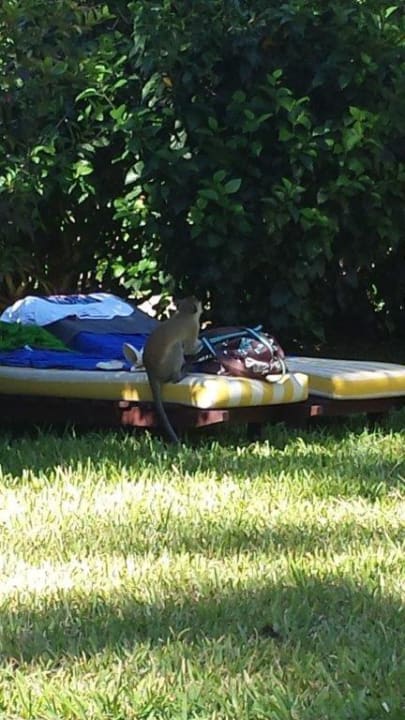 Beim Diebstall erwischt  Hotel Papillon Lagoon Reef