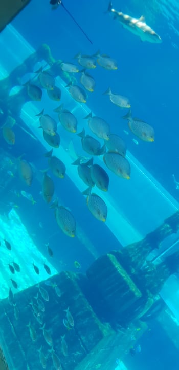 Sport & Freizeit Atlantis, The Palm