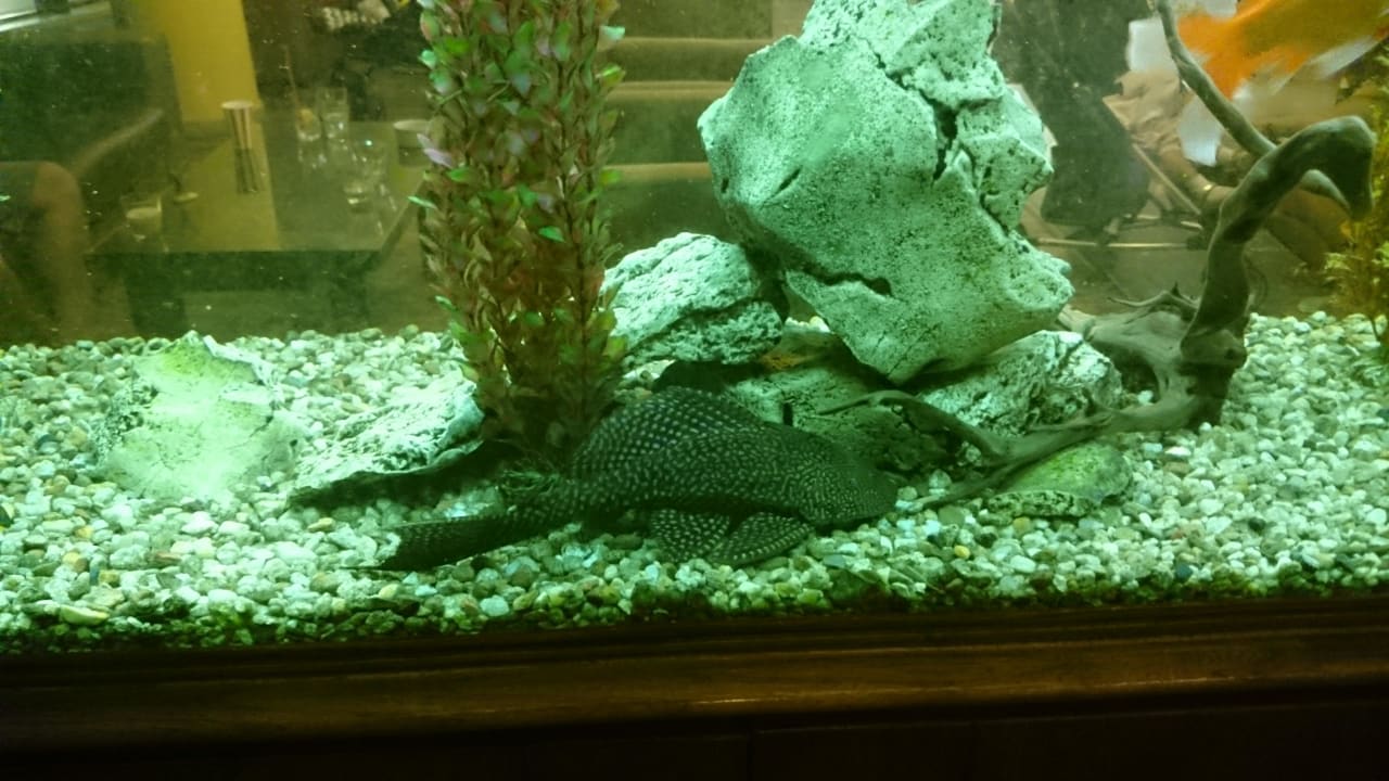 Aquarium in der Empfangshalle. HVD Clubhotel Miramar