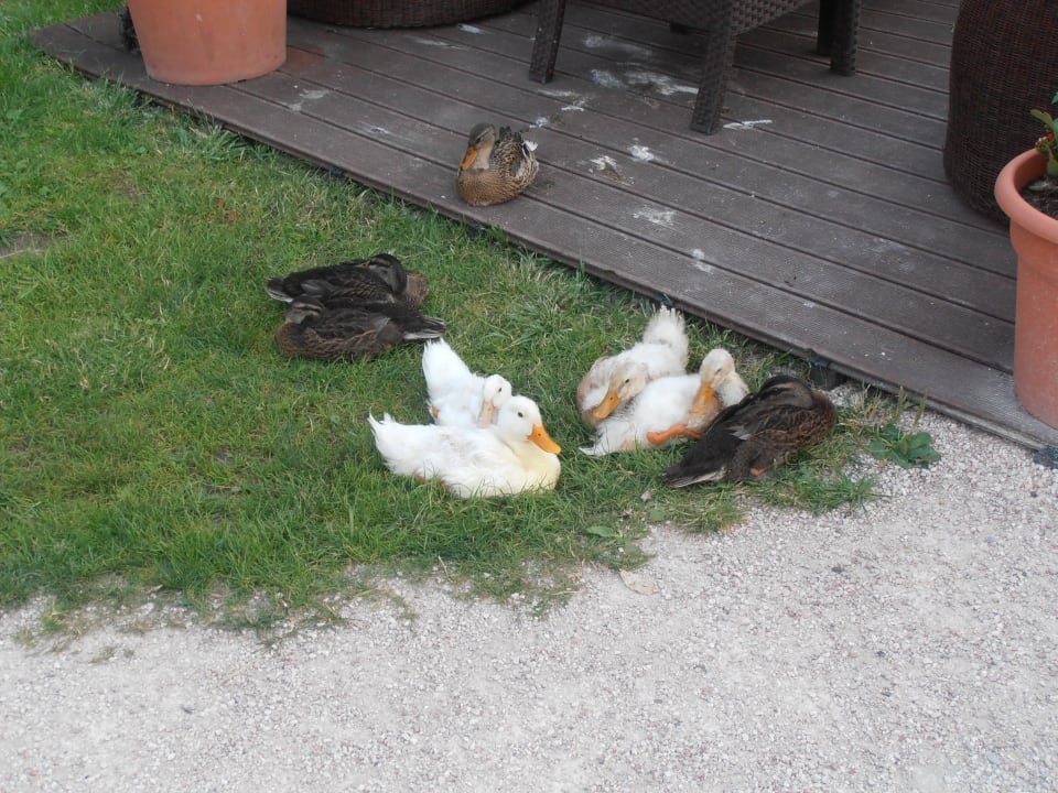 Enten Hotel Kohlerhof