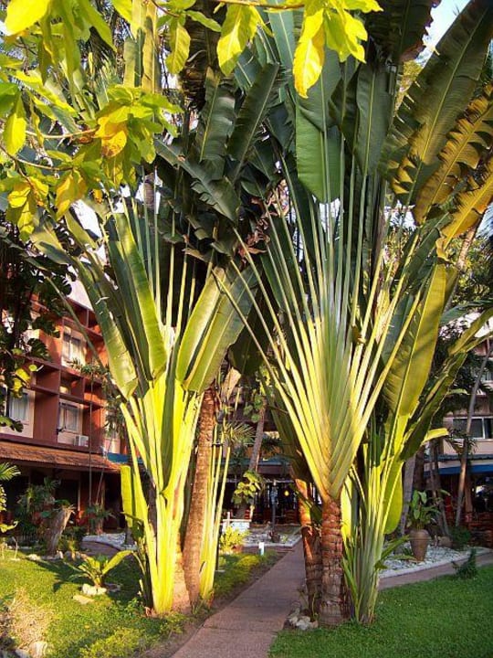 Palmen im gepflegten Garten Basaya Beach Hotel & Resort