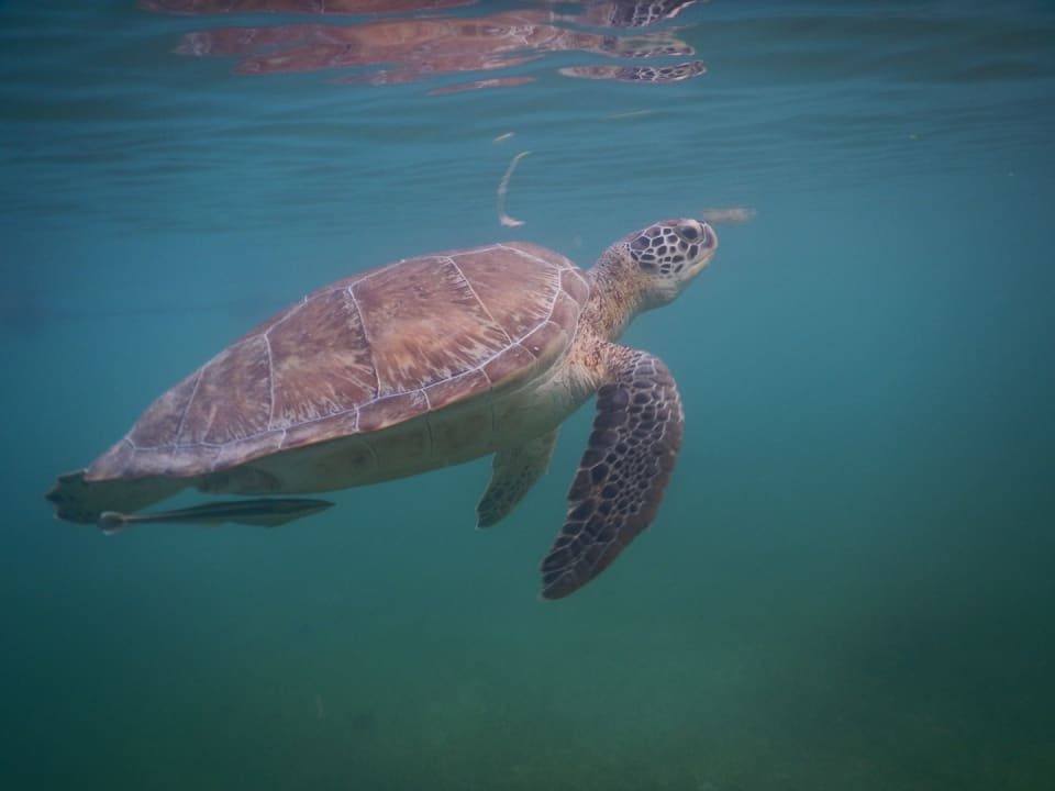 Strand Akumal Bay Beach & Wellness Resort