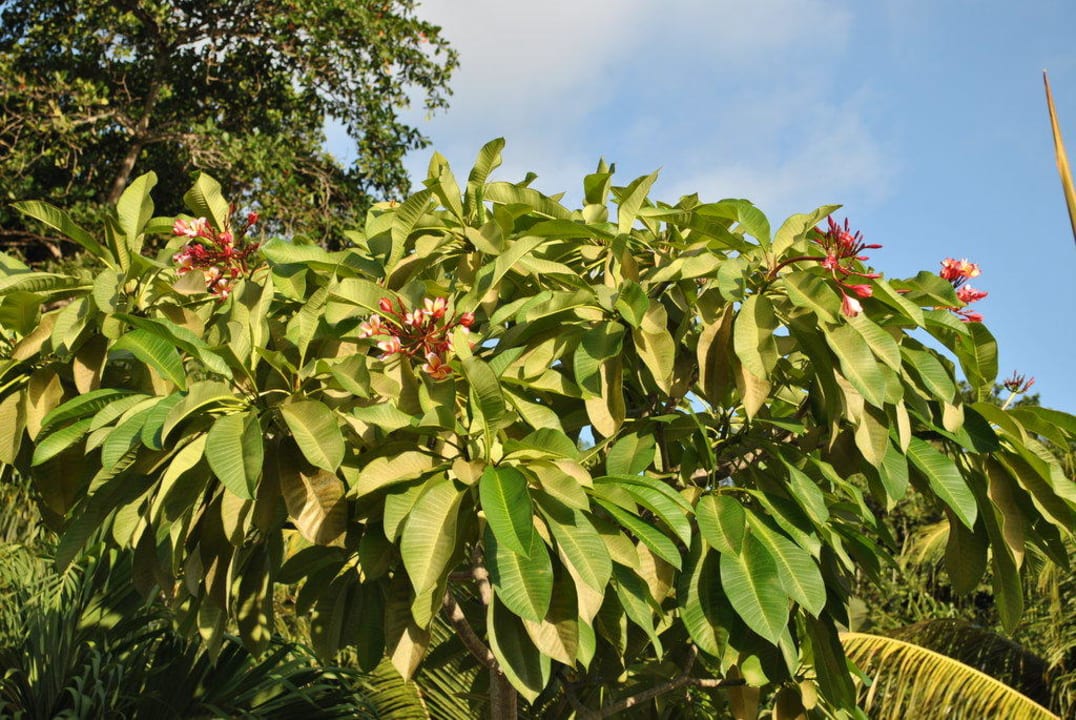 Kwiaty w hotelu Hotel Chateau St. Cloud