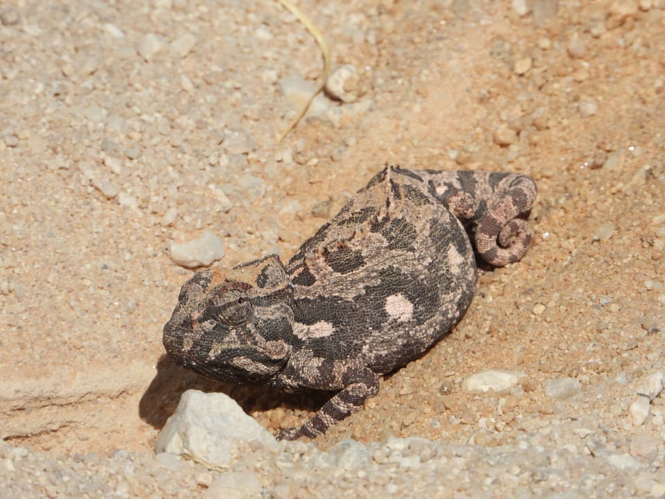 Sonstiges Uis Elephant Guesthouse