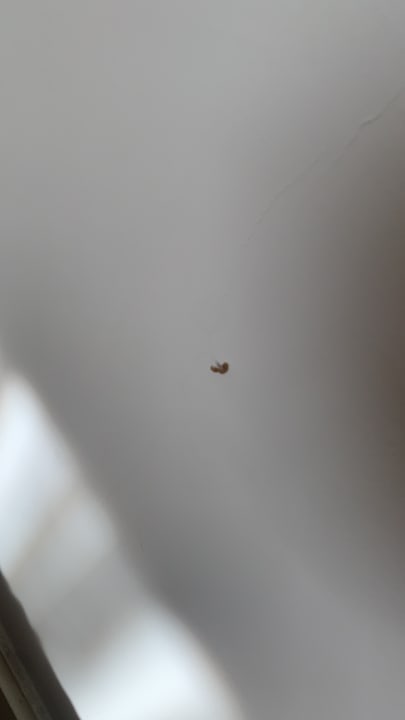 Zimmer Well Palace Side