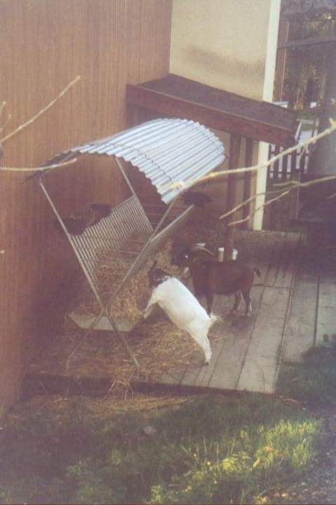 Ziegen im Streichelzoo Alpina Alpendorf