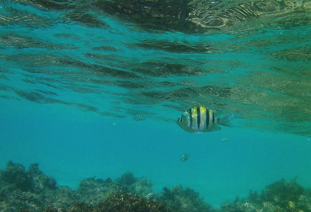 Strand Pickalbatros Alf Leila Wa Leila Resort - Neverland Hurghada