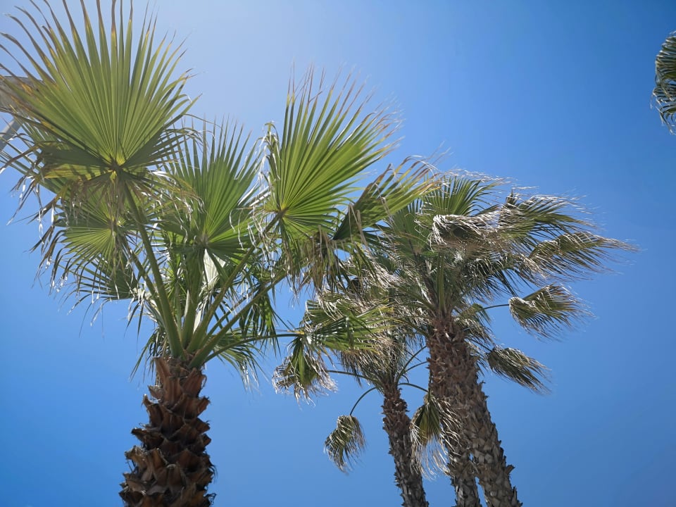 Außenansicht Kamelya Aishen Club