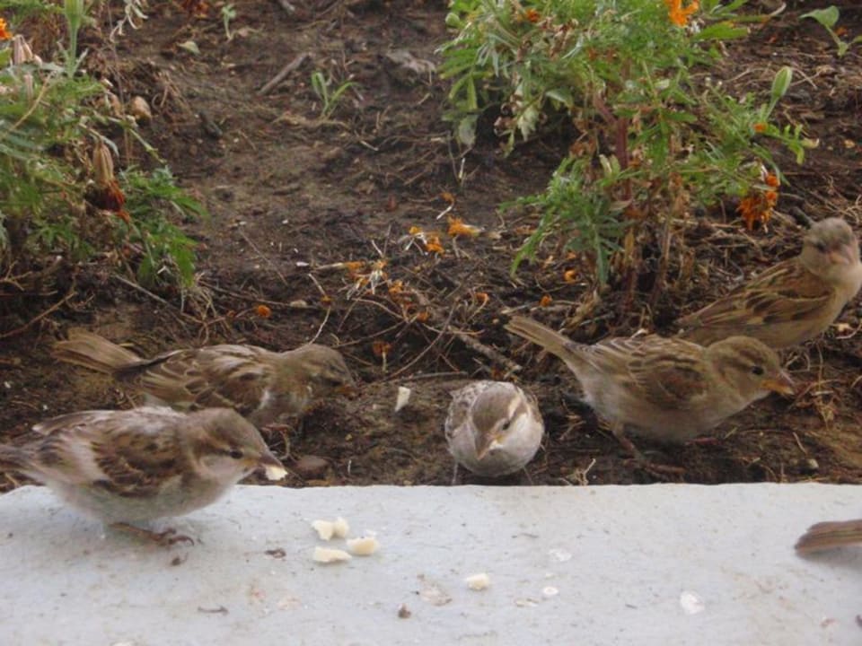 Spatzen an der Beachbar Domes Aulūs Zante, Autograph Collection