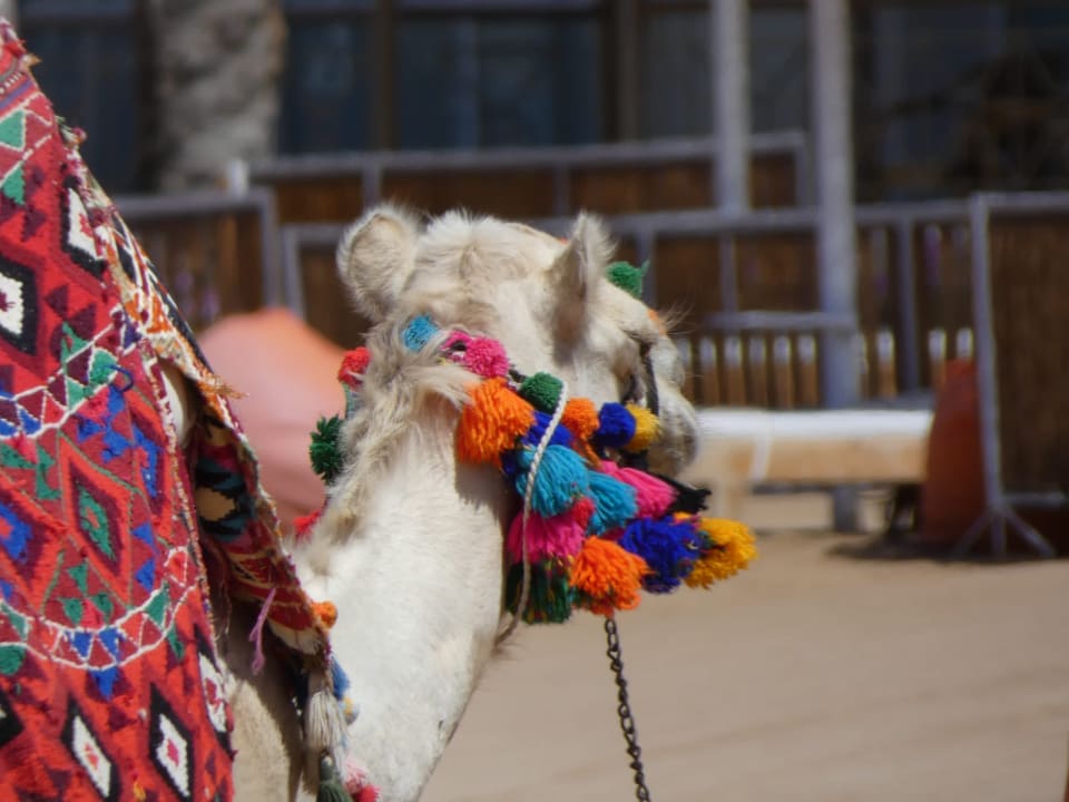 Sonstiges Desert Rose