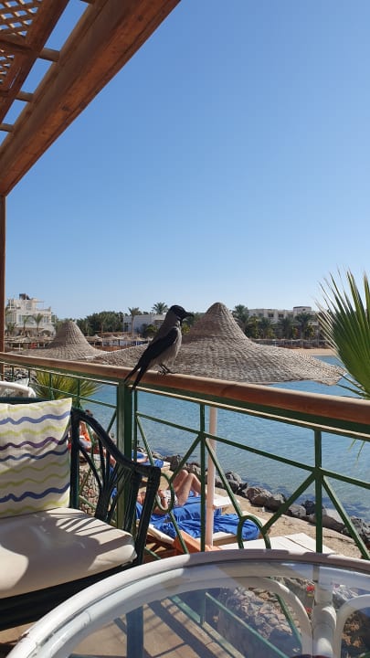 Sonstiges Desert Rose