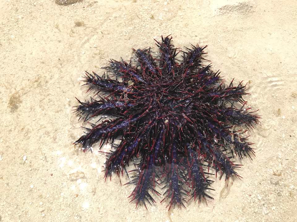 Strand Summer Island Maldives