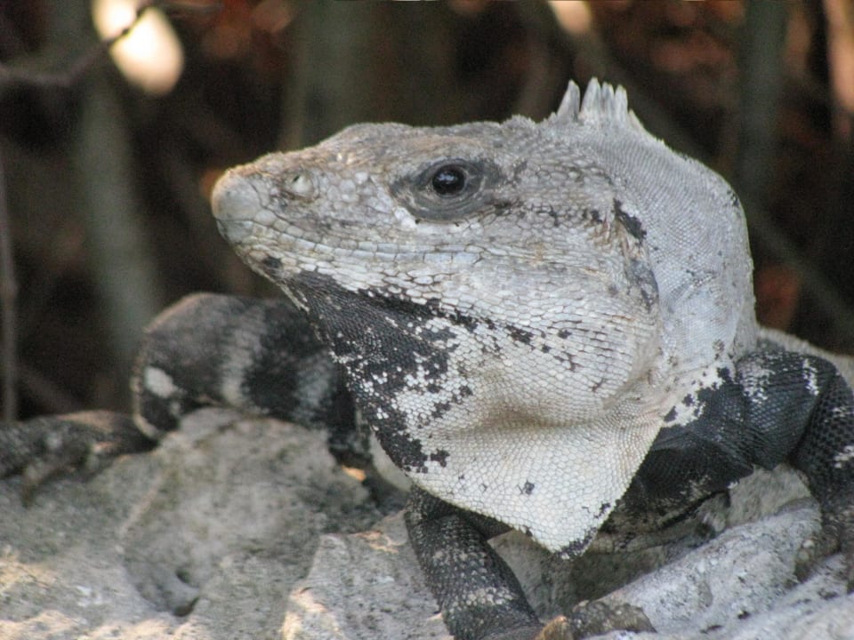 Diese urigen Tiere findet man überall - Leguane Grand Oasis Tulum Riviera - All Inclusive