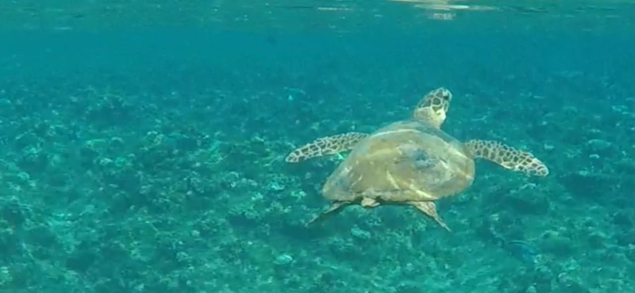 Sport & Freizeit Three Corners Happy Life Beach Resort