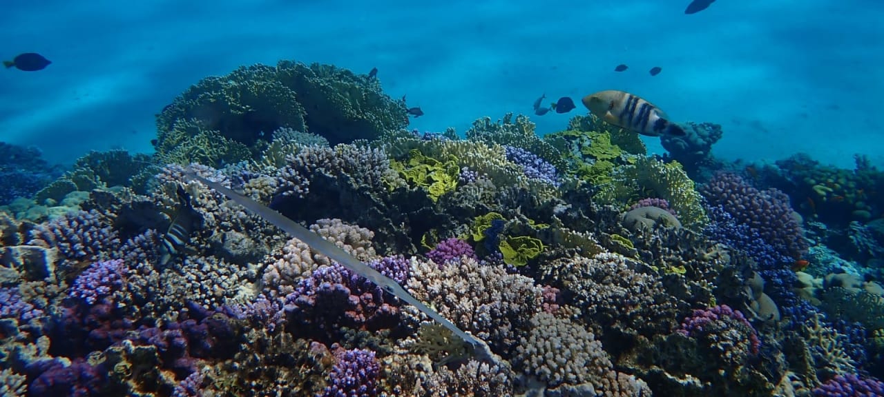 Sport & Freizeit Malikia Resort Abu Dabbab