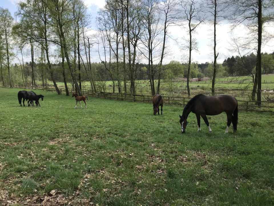 Pferdeweide Beekenhof