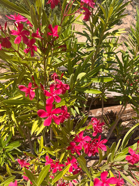 Außenansicht Seashell Vega