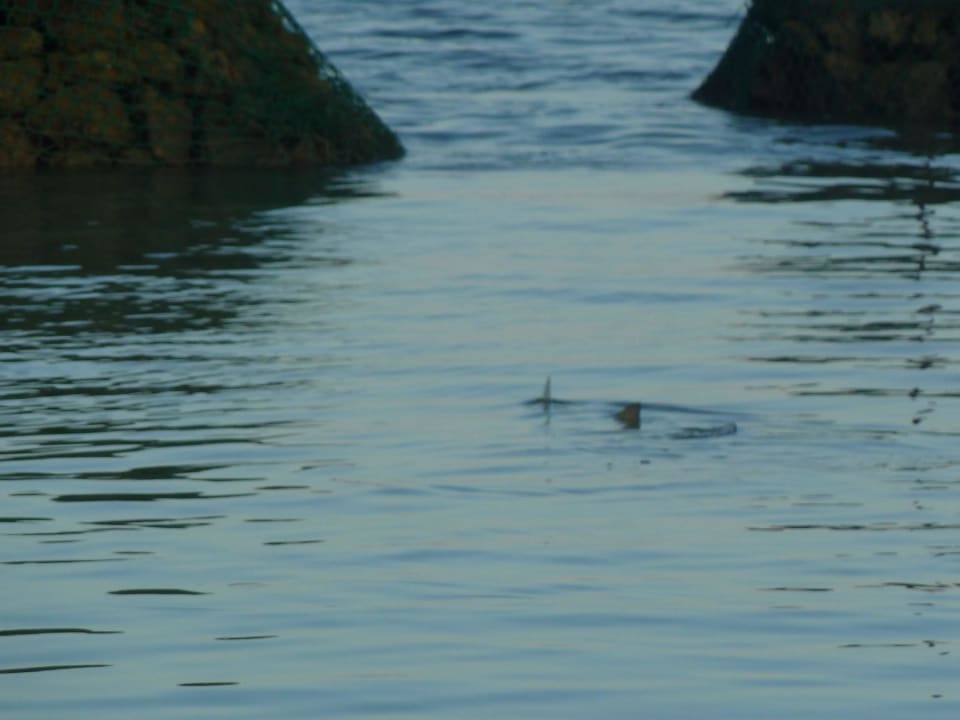 Ca. 1,50 mtr. großer Hai Kuredu Island Resort & Spa