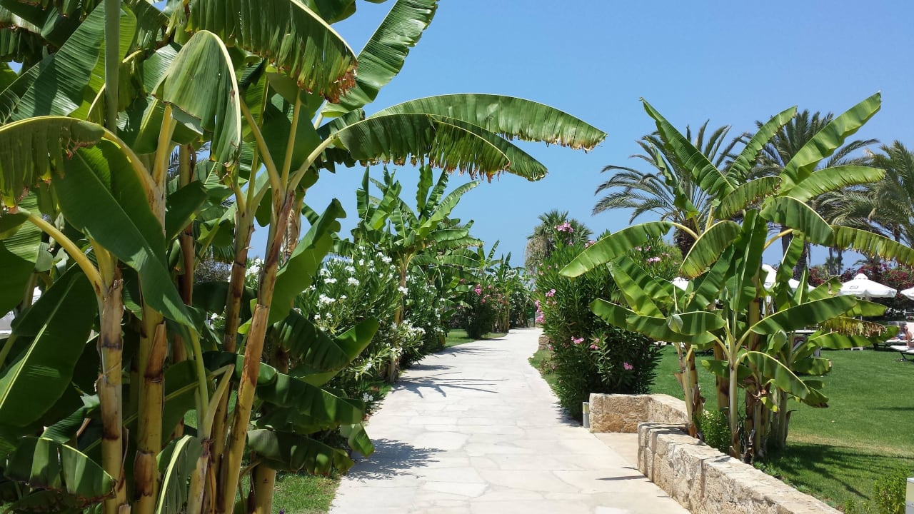 Hotel ''Constantinov Bros Athena Beach'' Constantinou Bros Athena Beach Hotel