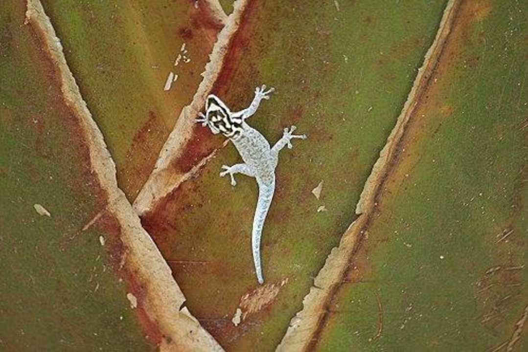 kleine harmlose Taggeckos besiedeln den Garten Boko Boko Porini Farm- and Guesthouse