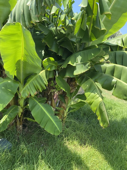 Gartenanlage Atlantica Mikri Poli Rhodes
