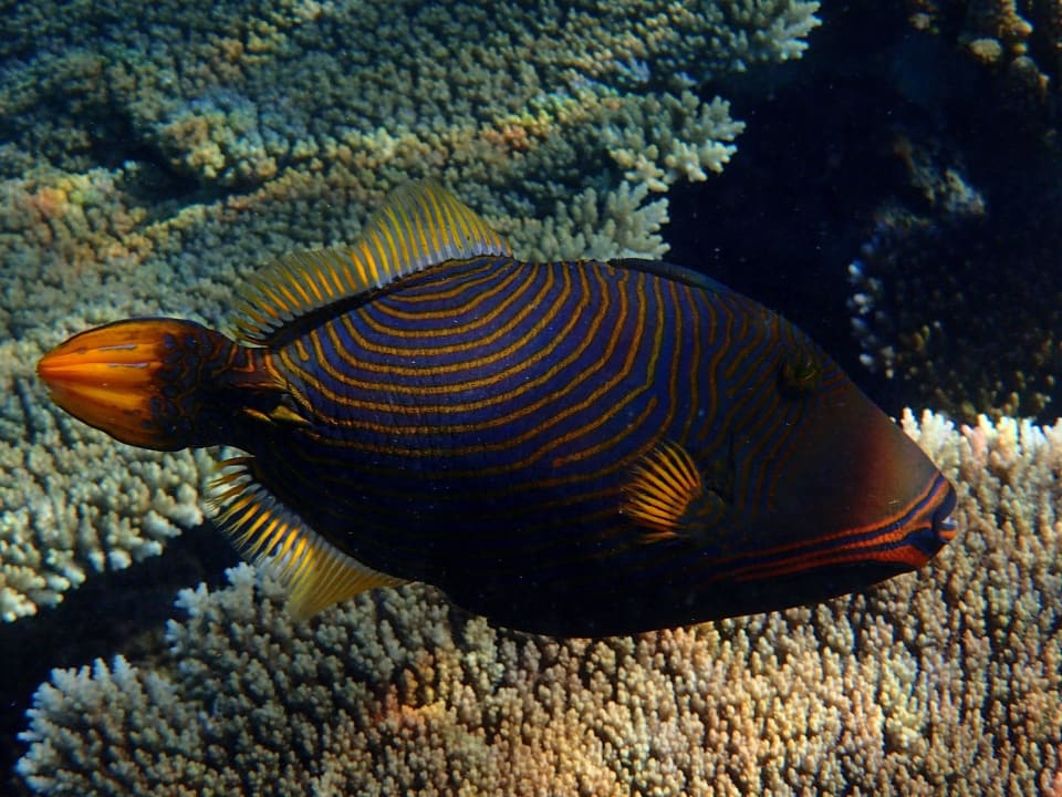 Bunde Fischwelt Diamonds Thudufushi