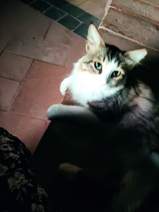 Sonstiges Pickalbatros Dana Beach Resort - Hurghada