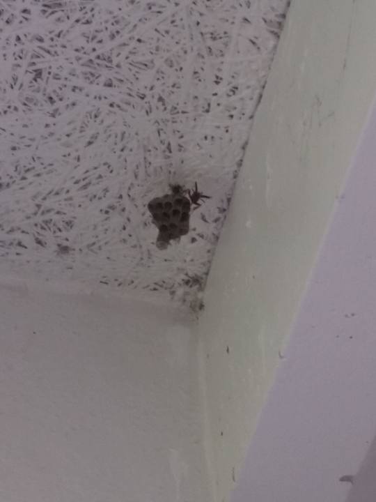 Wir wissen nicht was das für ein Nest war Postcard Inn Beach Resort & Marina @ Holiday Isle