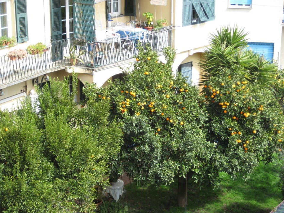 Nachbars Zitronenbäume Hotel Europa Finale Ligure