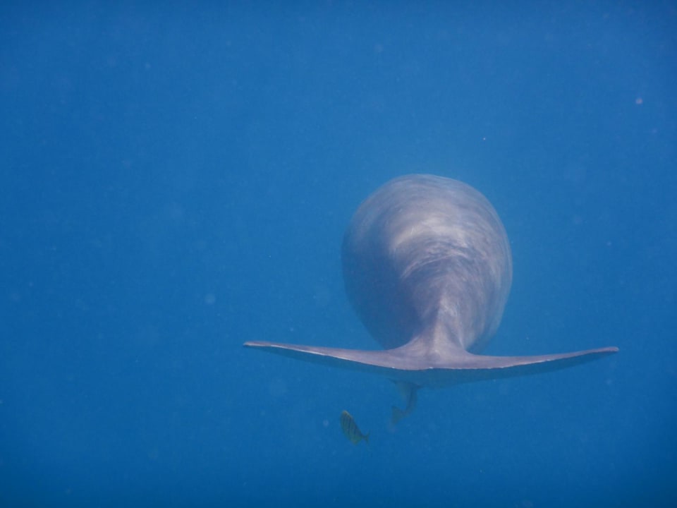 Strand Hotel Gorgonia Beach Resort