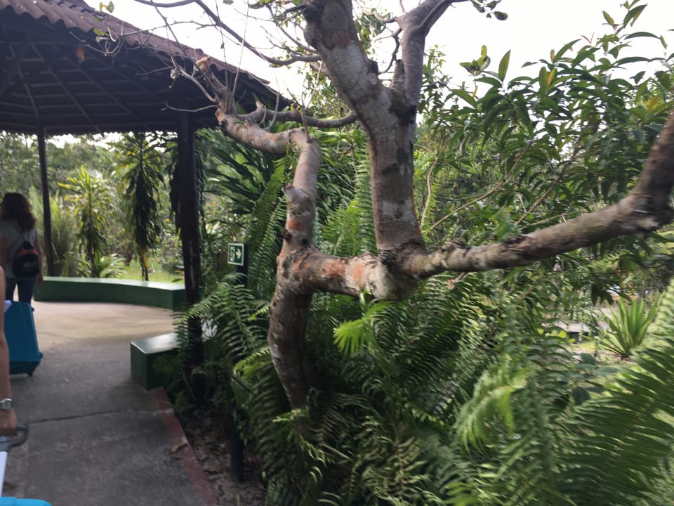 Gartenanlage Amazon EcoPark Jungle Lodge